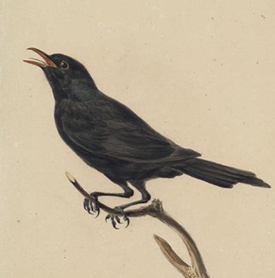 Blackbird (Turdus merula) singing. Painting by Stephanus Hendrik Willem van Trigt. Source:Teylers Museum, Netherlands, via Europeana