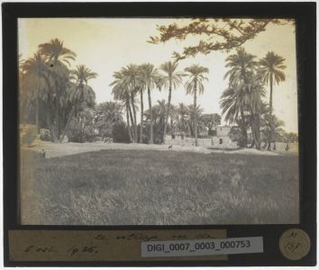 Glass slide showing a field, at the end of which are palm trees and a building
