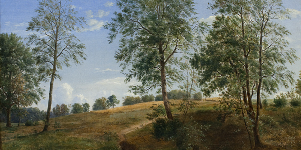 Trees in spring on a hillside