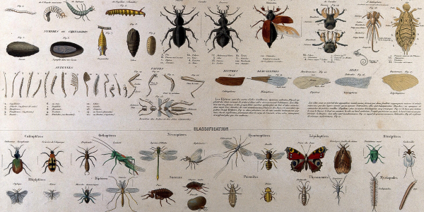Classification chart showing various varieties and stages of insect development, including larvae, beetles and butterflies