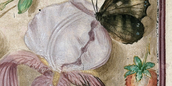 Detail of a marginal painting of a butterfly and flowers