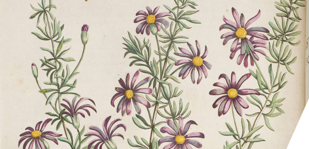 Print of purple aster flowers
