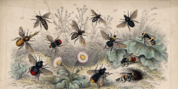 Twelve different species of bees swarming a flowery meadow.