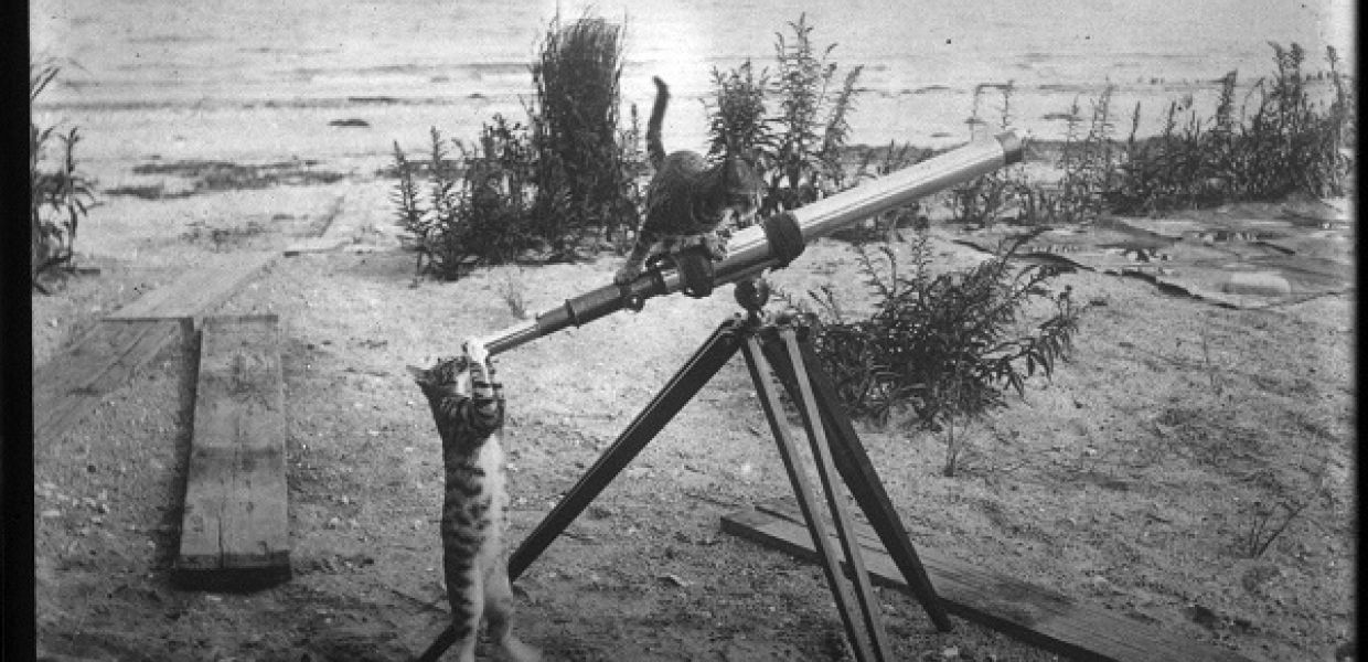 A cat looking through a telescope