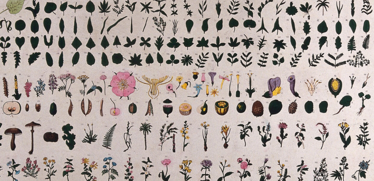 Botanical classification; illustrated by 227 figures of plant anatomical segments with descriptive text.