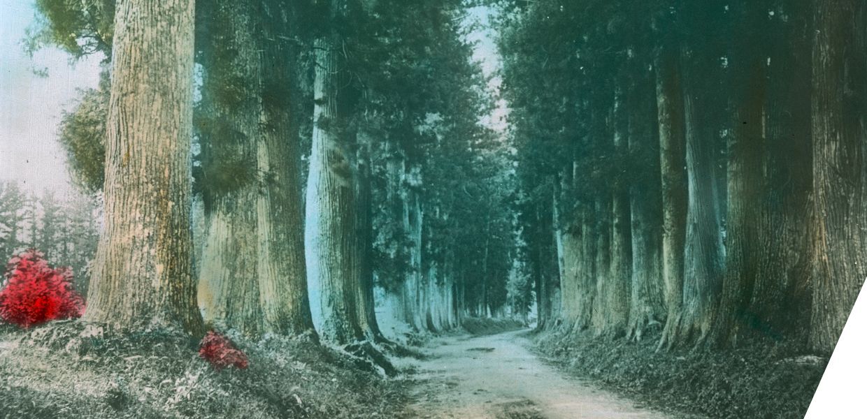 A tree lined avenue