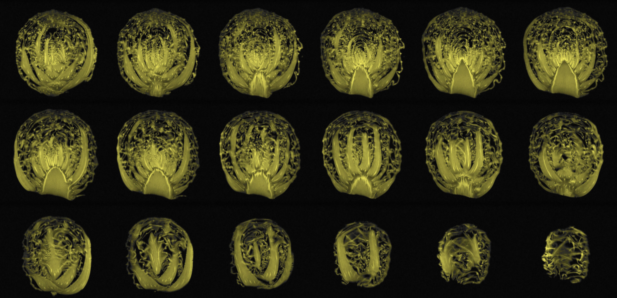 Cabbages seen through an MRI scanner