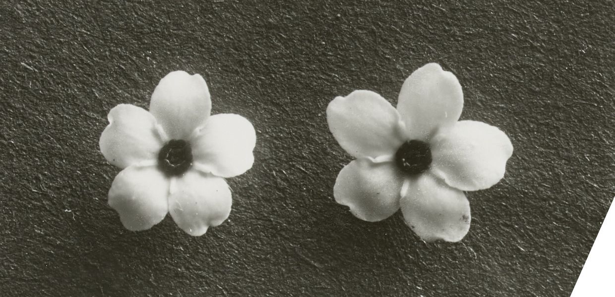 Two small flowers