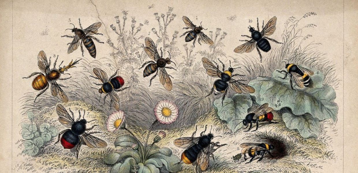 Twelve different species of bees swarming a flowery meadow.