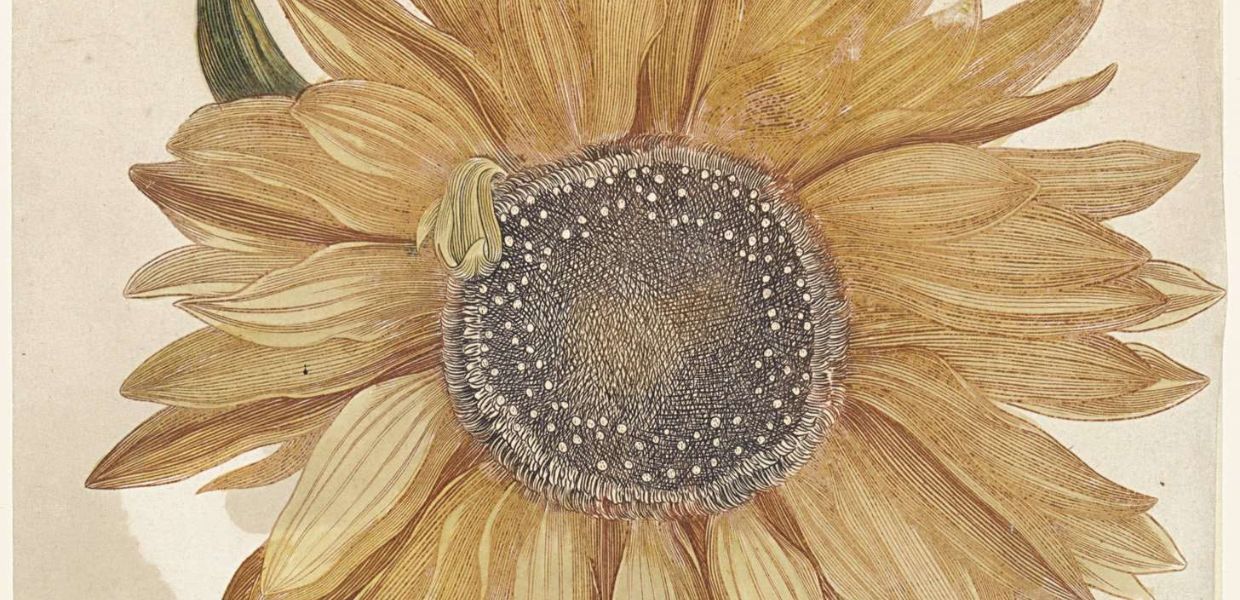 A sunflower