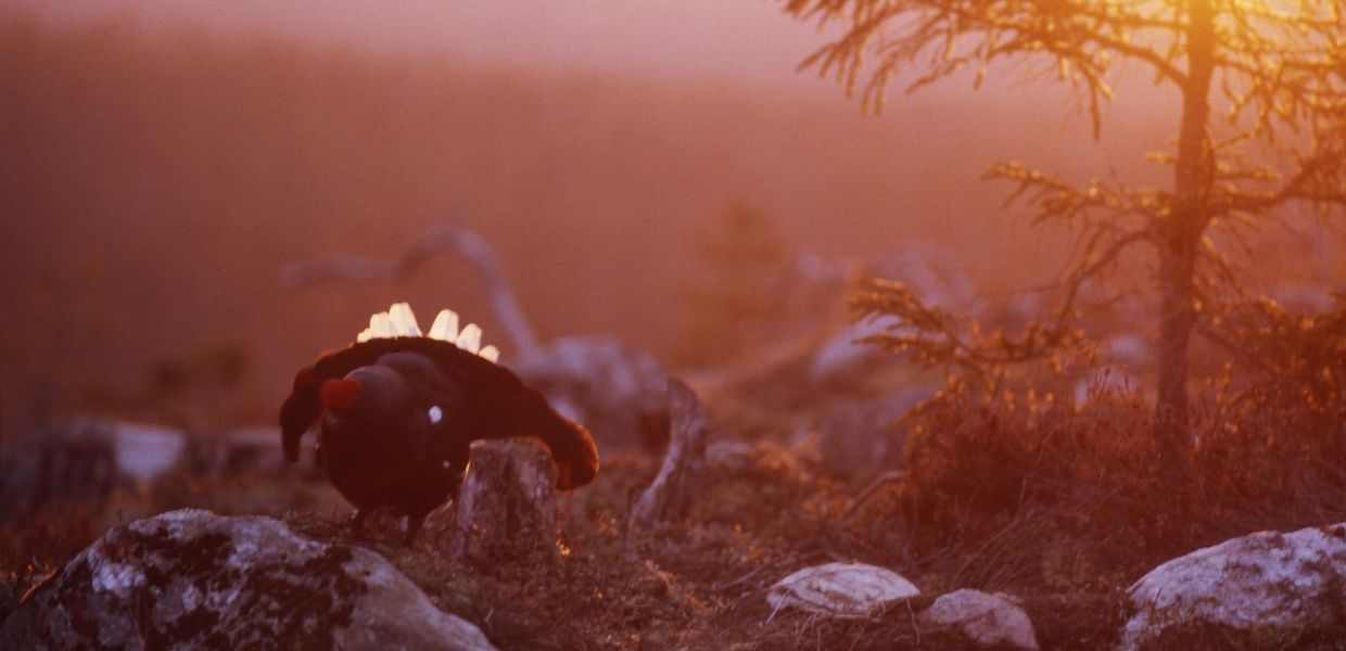 A feathered animal stood on rocks against a sunset