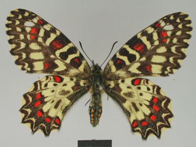 Butterflies, minerals and drawings from the Museum of Natural History in Berlin